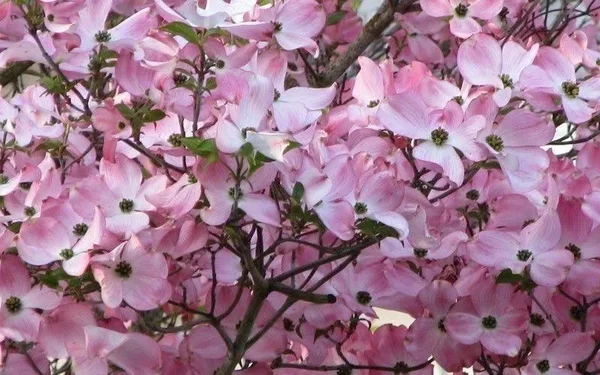 National Tree Company 4 ft. Dogwood Tree