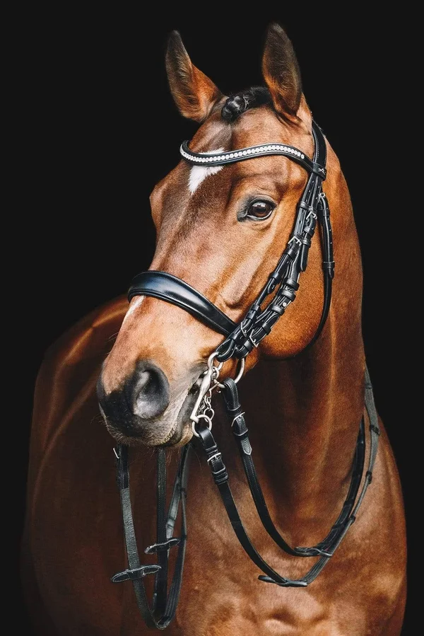 Schockem鰄le Bridle Equitus Gamma