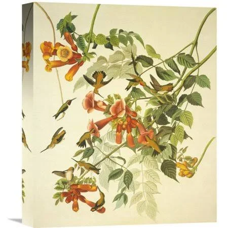 Global Gallery &Ruby Throated Hummingbird& by John James Audubon Painting Print on Wrapped Canvas Size: 30x22 H x 24.9x22 W x 1.