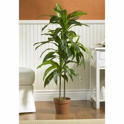 42x22 Dracaena Plant in Planter Bloomsbury Market