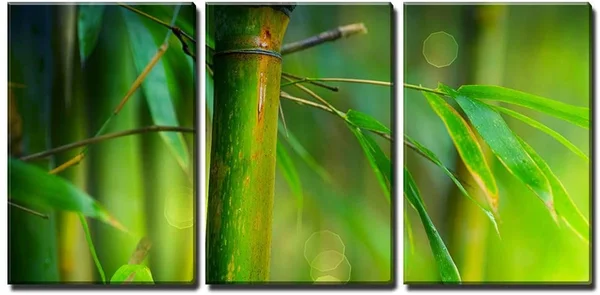 Wall26 3 Piece Canvas Wall Art - Bamboo - Modern Home Decor Stretched and Framed Ready to Hang - 24 inchx36 inchx3 Panels