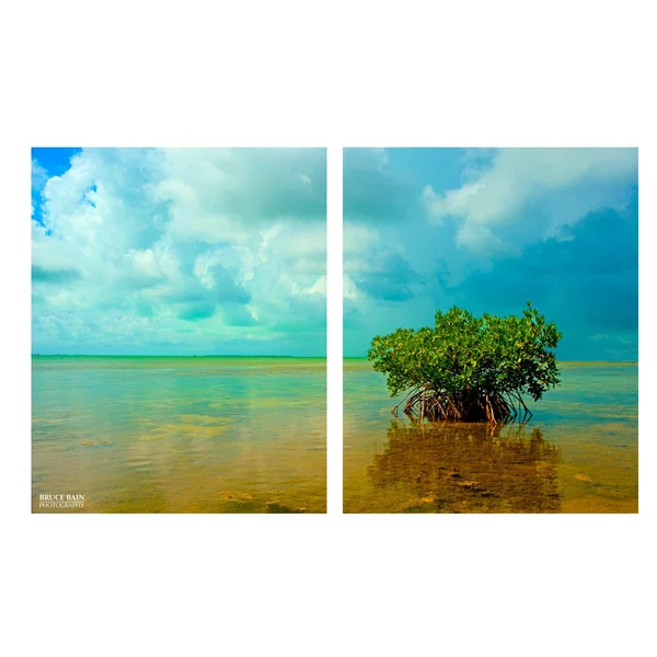 Lone Mangrove' 2-Piece Wrapped Canvas Wall Art Set