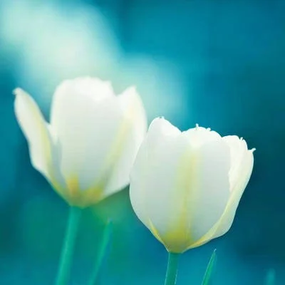 Framed Canvas Art (White Floating Frame) - Charisma by Carolyn Cochrane ( Floral & Botanical > Flowers > Tulips art)