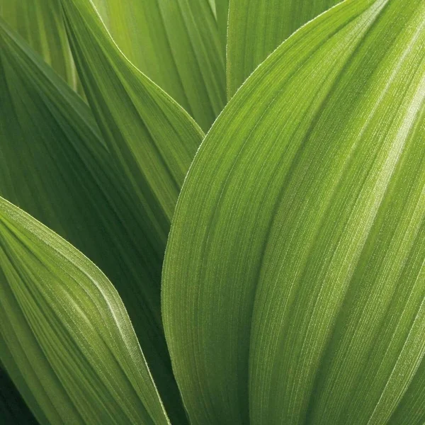 Easy Art Prints Jan Bell's 'Corn Lily' Premium Canvas Art (40 x 40)