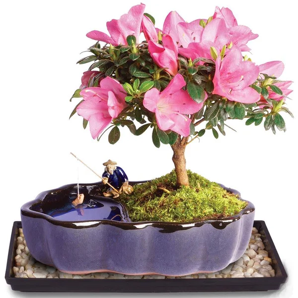 Brussel&s Bonsai Live Satsuki Azalea Outdoor Bonsai Tree in Zen Reflections Pot