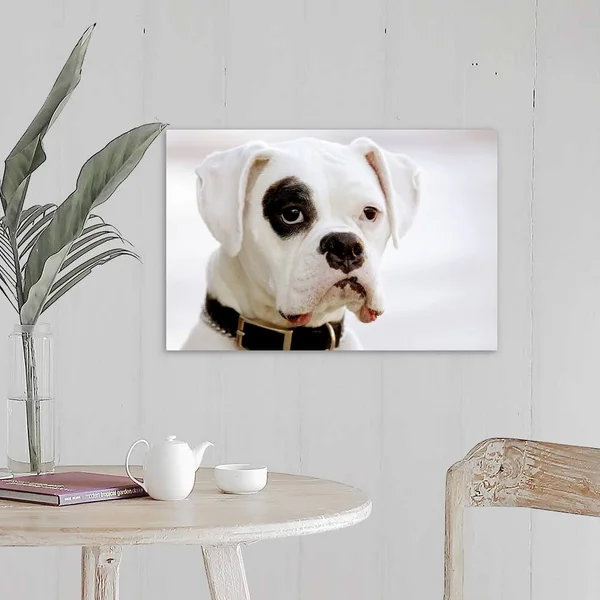 White Boxer Dog, Canvas Wall Art, 24x16, Great Big Canvas