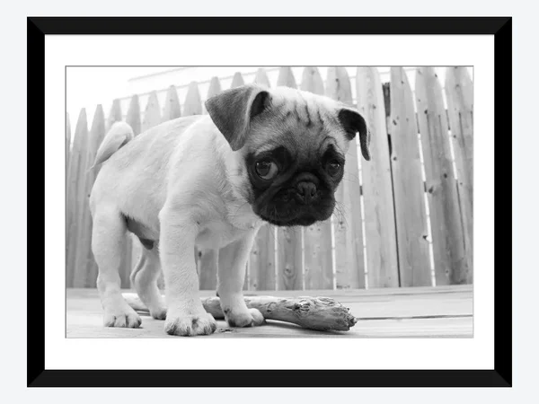 Framed Poster Prints - Bentley by Kim Levin ( Animal Art > Dogs > Pugs art)