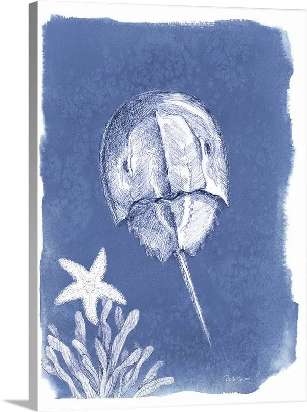 Coastal Sea Life VI, Canvas Wall Art, 36x48, Great Big Canvas