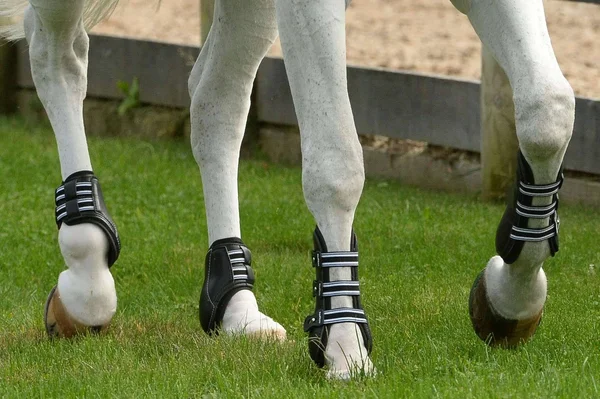 EquiFit EXP3 Front Boot with Tab Closure