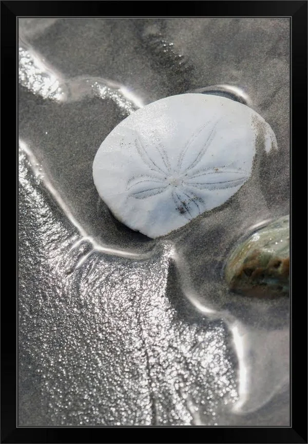 Sand Dollar, Black Framed Wall Art, 24x36, Great Big Canvas