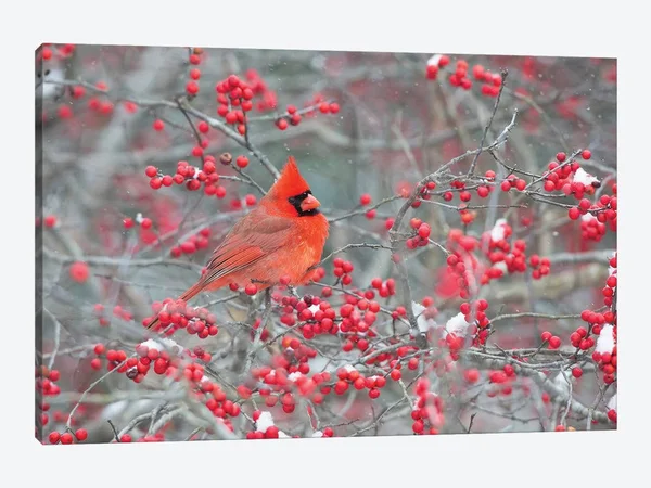 Richard & Susan Day Canvas Wall Decor Prints - Northern Cardinal Male in Winterberry BUSH, Marion County, Illinois ( Animal