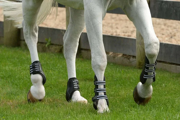EquiFit EXP3 Front Boot with Tab Closure