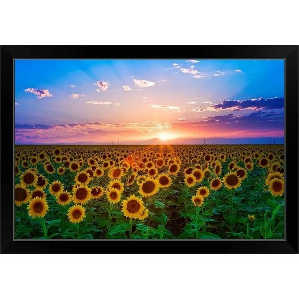 Sunset from Sunflower Field on Eastern Plains of Colorado, Near Denver. Black Framed Print - 30 x 20