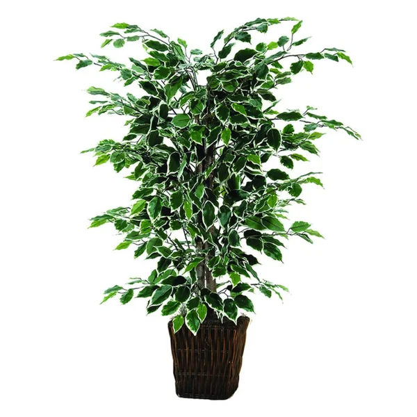 Vickerman 4& Variegated Ficus Bush in Sq Willow