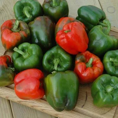 Pepper Karisma F1 Seed Treated - 1, 000 Seeds