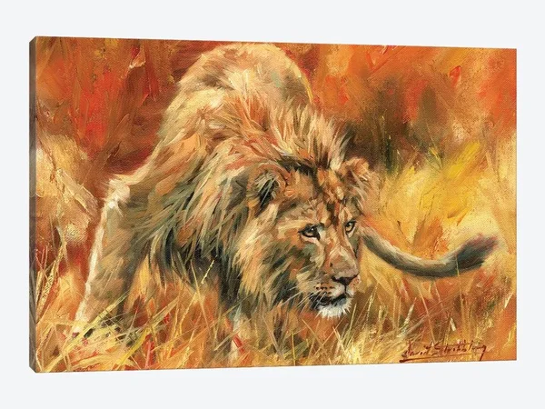 David Stribbling Canvas Prints - Lion Alert ( Animal Art > wildlife > Wild Cats > Lions art)