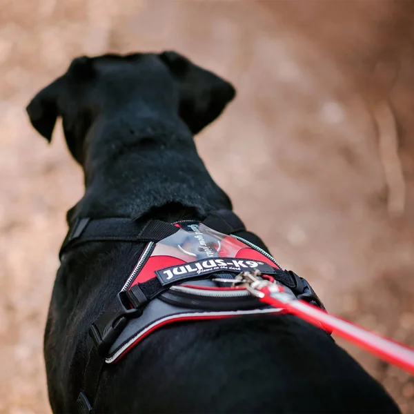 Julius-K9 IDC Longwalk Reflective Dog Walking Vest Harness for Large Sized Dogs