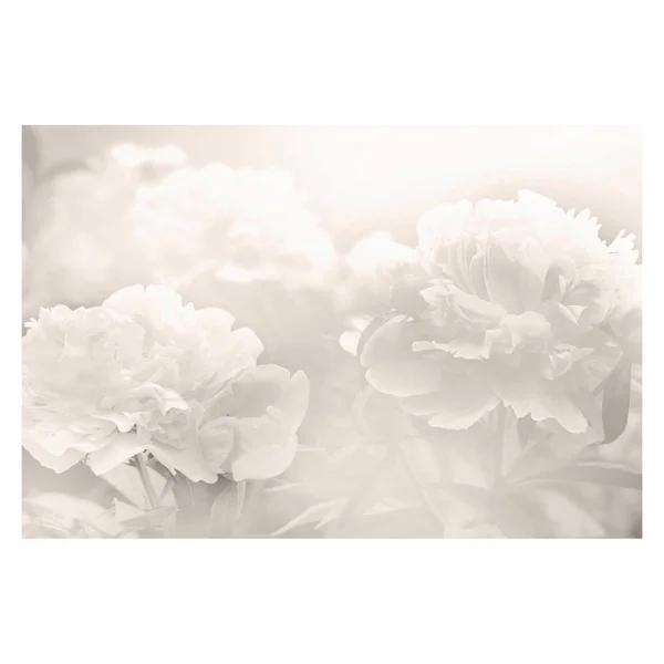 Marmont Hill Peony Painting Print on Wrapped Canvas