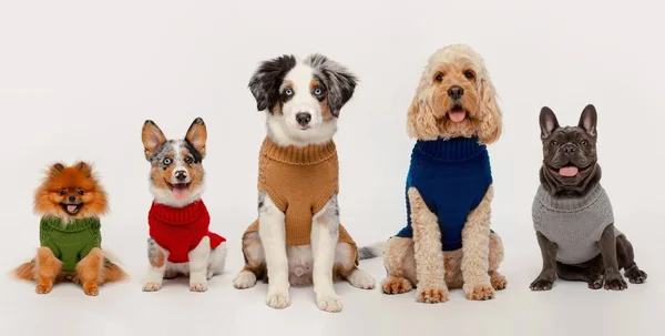 Fab Dog Super Chunky Turtleneck Dog Sweater, Black, 8x22