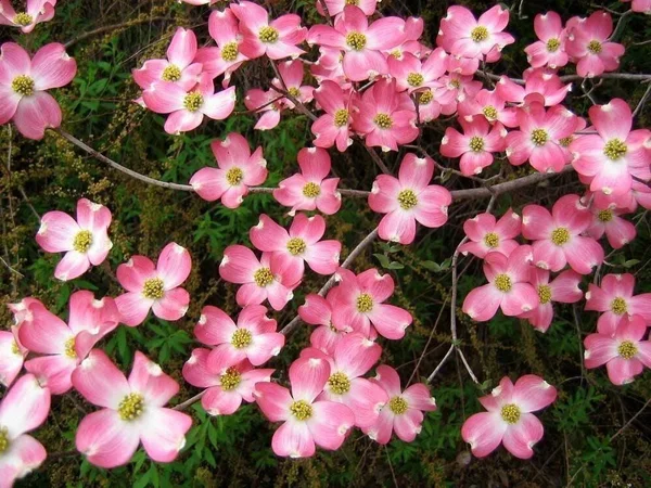 National Tree Company 4 ft. Dogwood Tree