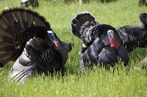 Hancock's Turkey Food Plot Mix