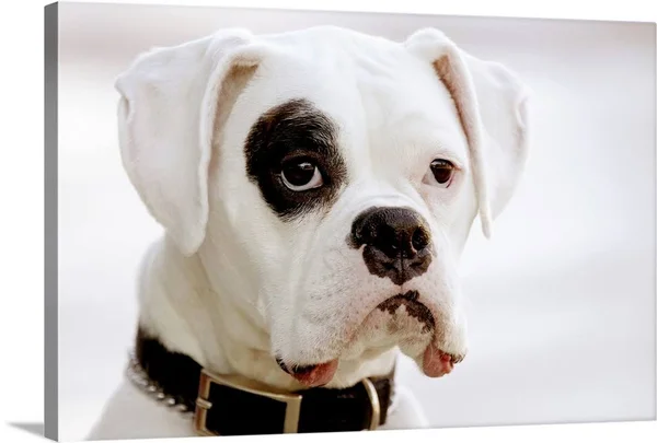 White Boxer Dog, Canvas Wall Art, 24x16, Great Big Canvas