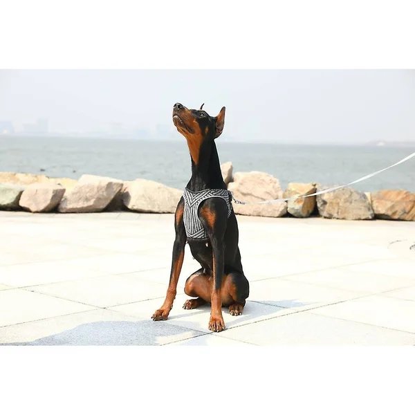 Petkit Air Fly Dog Harness Black S