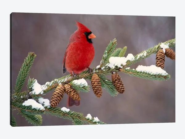 Steve Gettle Canvas Prints - Northern Cardinal Male - South Lyon, Michigan ( Animal Art > Birds > Cardinals art)