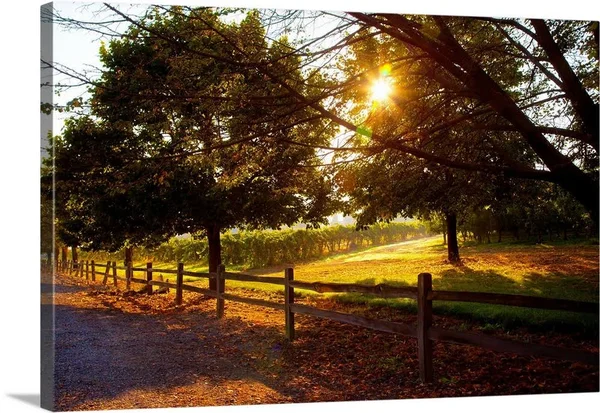 Dreamland Vineyard - Large Solid-Faced Canvas Wall Art Print, Great Big Canvas