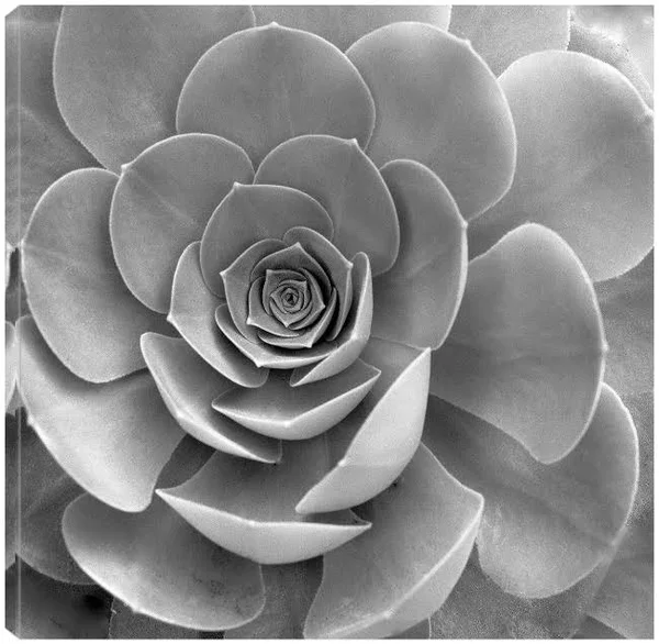Floral #22 Canvas Art by Alan Blaustein 22X22 Fineartcanvas