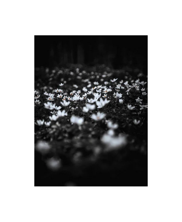 Trademark Fine Art Ic01367-C2432Gg Design Fabrikken 'Windflowers Fabri