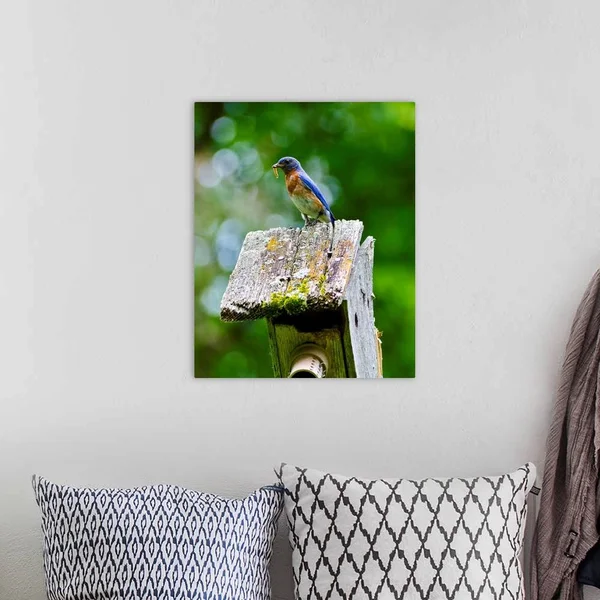 North America, USA, Minnesota, Mendota Heights, Eastern Bluebird, Canvas Wall Art, 16x20, Great Big Canvas