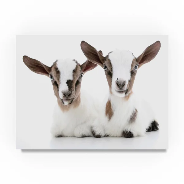 Trademark Art Andrea Mascitti Puppies &Baby Goats& Canvas Art