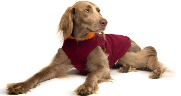 Gold Paw Duluth Double Fleece Pullover Charcoal/Marine 6 DF6CHM