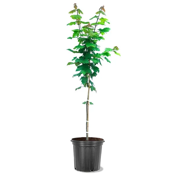 Plant Me Green 5 gal. Autumn Blaze Deciduous Maple Tree