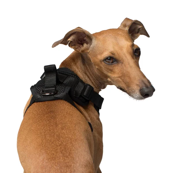 Canada Pooch Everything Harness Black X-Large