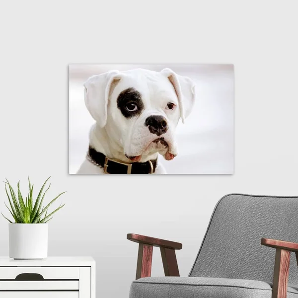 White Boxer Dog, Canvas Wall Art, 24x16, Great Big Canvas