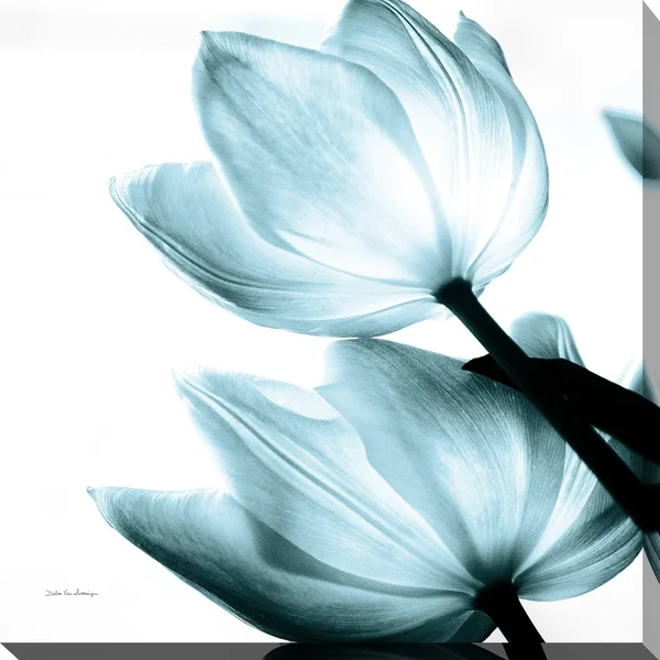 Picture Perfect International Debra Van Swearingen Translucent Tulips II Sq Aqua Crop Giclee Stretched Canvas Wall Art, Size: 36