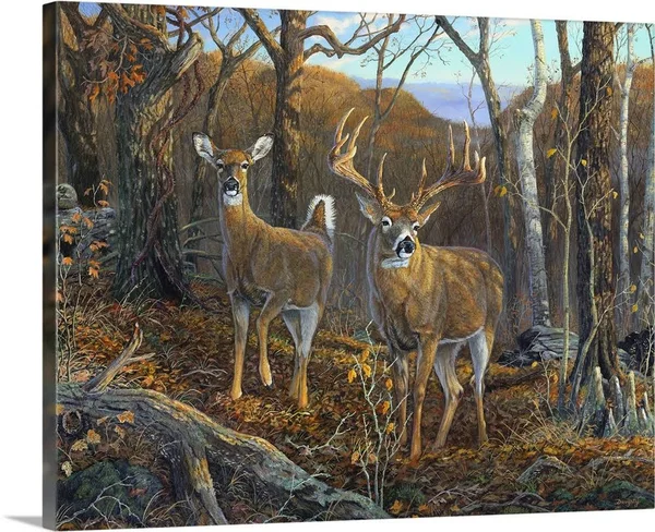 Oak Ridge Trophy Deer, Canvas Wall Art, 20x16, Great Big Canvas