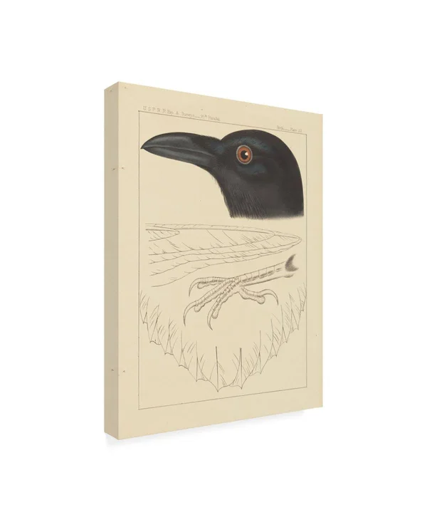 Trademark Art Wild Apple Portfolio 'Bird Prints II' Canvas Art