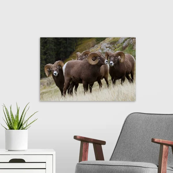 Rocky Mountain - Bighorn Sheep, Rams, Canvas Wall Art, 24x16, Great Big Canvas
