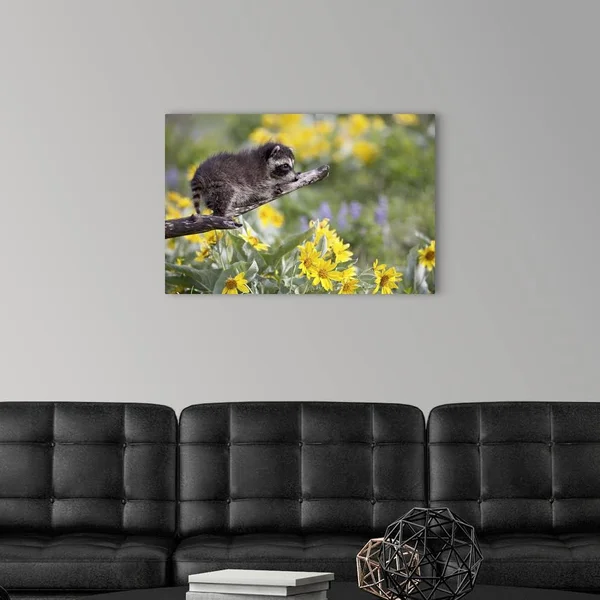Baby Raccoon in Captivity, Animals of Montana, Bozeman, Montana, Large Solid-Faced Canvas Wall Art Print, Great Big Canvas