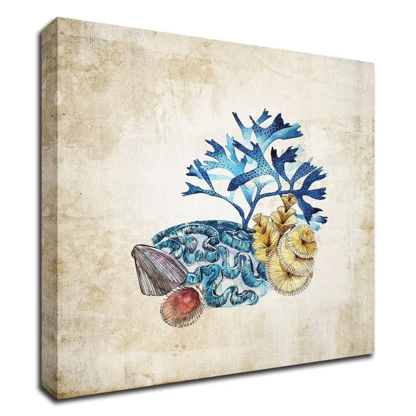 Tangletown Fine Art 14x22 x 14x22 Sea Life II by Incado Print on Canvas
