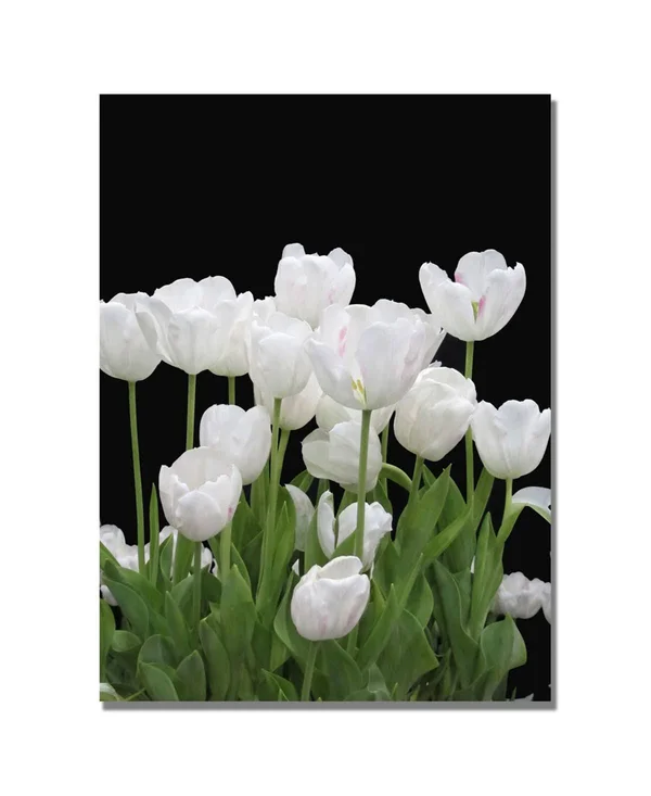 Trademark Global Kathie McCurdy &White Tulips& Canvas Art