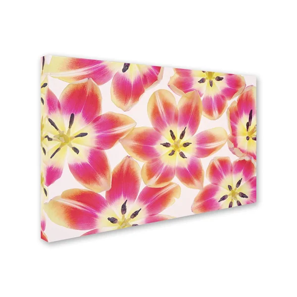 Trademark Fine Art Ali1803-C1624Gg Cora Niele &Yellow and Red Tulips&