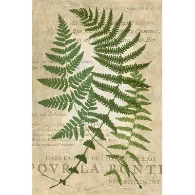 Fern Folio I by Vision Studio Painting Print on Canvas Gracie Oaks Format: Gold Framed, Size: 31.50x22 H x 21.50x22 W x 1.375x22