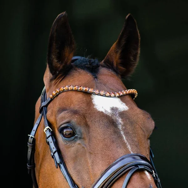 Horze Clermont Bridle Warmblood, Black