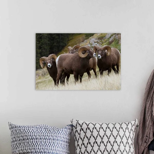 Rocky Mountain - Bighorn Sheep, Rams, Canvas Wall Art, 24x16, Great Big Canvas