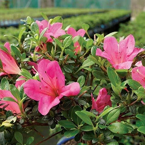 Brussel&s Bonsai Live Satsuki Azalea Outdoor Bonsai Tree in Zen Reflections Pot