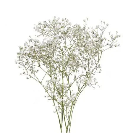 Baby&s Breath - Fresh Cut - 8 Bunches - Size: 250 GR, White